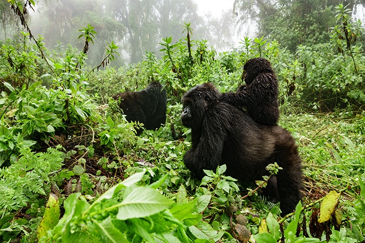 4×4 Uganda Gorillas, Wildlife & Chimps