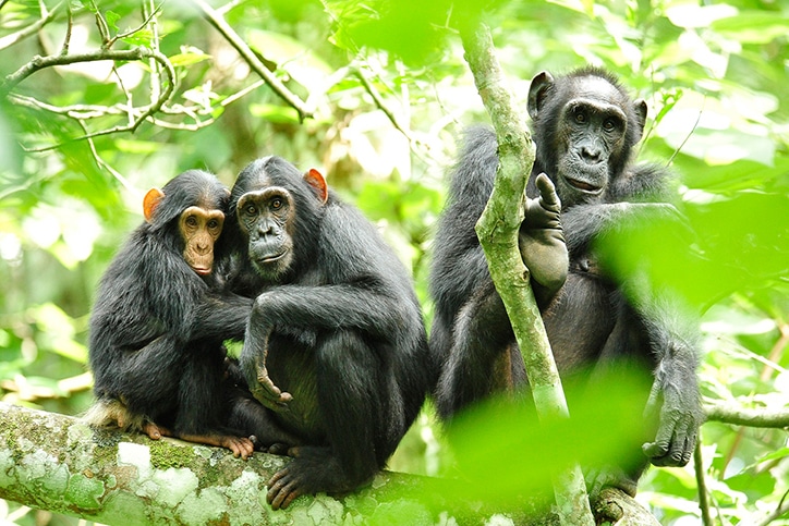 Adventurer Uganda Chimps, Gorillas & Wildlife