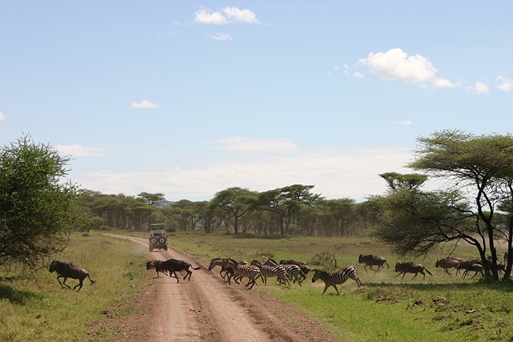 East Africa’s Kenya & Tanzania Migration