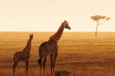 East Africa’s Masai Mara, Serengeti & Zanzibar