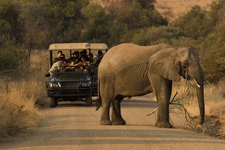 cape town and kruger safari packages uk