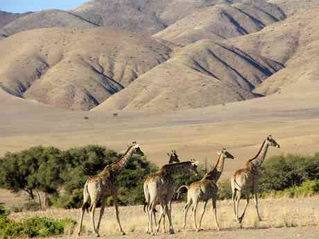 Namibia Wildlife, Himbas & Dunes