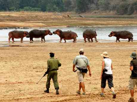 South & North Luangwa Safari