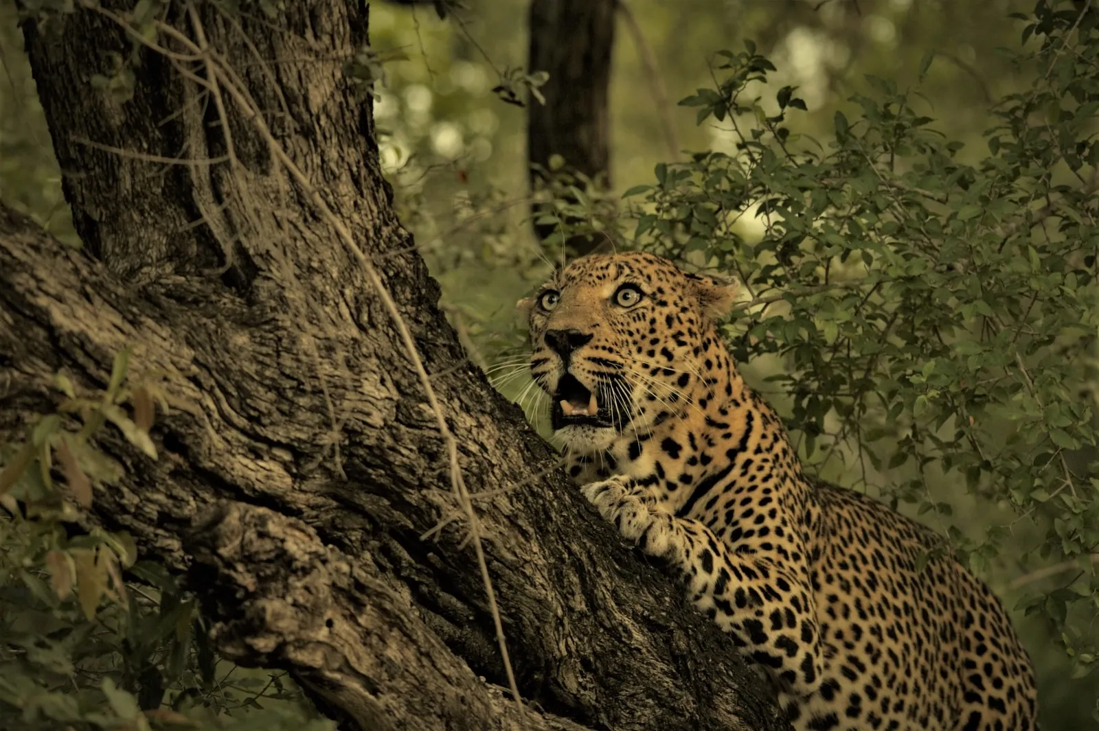 Big 5 Safari Guide The Ultimate Guide To Africa s Most Famous Animals big-5-safari-guide-the-ultimate-guide-to-africa-s-most-famous-animals